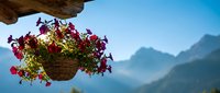 Hanging flower basket with colorful petunias on wooden balcony overlooking mountain landscape. Alpine decoration for outdoor living spaces and gardens.