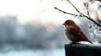 Brown bird perched on frost-covered surface with winter landscape and bare branches in soft-focus background. Suitable for nature, wildlife, and seasonal design projects.
