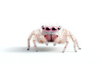 Pink and white jumping spider with distinctive eye pattern on isolated white background, macro photography showing detailed arachnid features and texture.