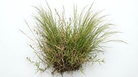 Ornamental grass plant isolated on white background, suitable for landscape design, garden visualization, botanical illustration, and digital compositing projects.