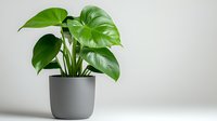 Lush green Monstera deliciosa plant with vibrant heart-shaped leaves growing in modern gray ceramic pot against minimal white background, suitable for home decor styling.