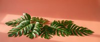 Tropical green monstera leaves with natural shadows on coral pink background, suitable for botanical design and home decor projects.