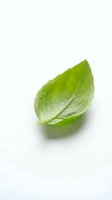 Fresh green leaf with water droplets isolated on white background, suitable for organic, natural, and wellness design projects.