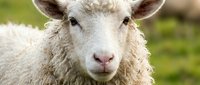 Close-up portrait of white sheep with woolly fleece facing camera against blurred green pasture background, suitable for agriculture and farming content.