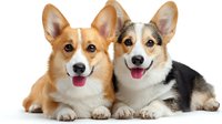 Two happy Pembroke Welsh Corgi dogs lying together, one ginger and one tricolor, showing friendly expressions with tongues out against white background.