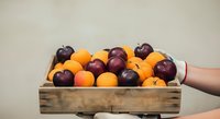 Wooden crate filled with fresh ripe plums and apricots held by person's hand against neutral background for farmers market, grocery retail, and food photography.