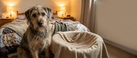 Adorable mixed breed dog sitting on cozy bedroom bed with warm lighting and comfortable bedding creating peaceful domestic atmosphere.
