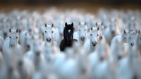 Black horse standing out among crowd of white horses, creating striking visual contrast in equestrian herd. Perfect for concepts of individuality.