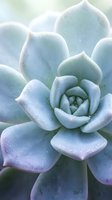 Close-up macro view of blue-green succulent plant with thick fleshy leaves arranged in rosette pattern covered in natural water droplets for botanical design.