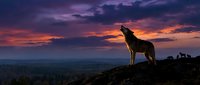 Wolf standing on rocky hilltop at sunset with dramatic purple and orange sky, suitable for wildlife, nature, and adventure themed projects.