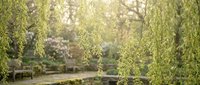 Sunlit garden with weeping willow branches in foreground, soft bokeh background featuring stone bench and blooming flowers in spring.