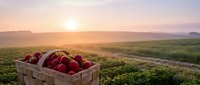 Fresh red apples in wooden crate at sunrise over agricultural farmland with golden light illuminating organic fruit harvest in rural countryside setting.