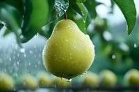 Fresh ripe yellow pear with water drops on green natural background in rain. Close up macro shot of wet organic fruit hanging on tree branch.