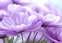 Delicate purple cosmos flowers in soft focus against blurred background, petals catching morning light creating dreamy romantic garden atmosphere.