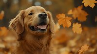 Happy Golden Retriever dog with friendly smile outdoors in autumn park surrounded by falling orange maple leaves on natural blurred background.