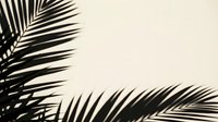 Tropical palm leaves casting dramatic shadows on beige wall creating natural botanical silhouette for modern interior design and summer vacation concepts.