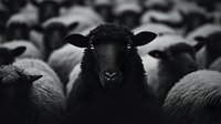 Black sheep standing out among white flock, symbolizing individuality, uniqueness, and nonconformity in business, leadership, and personal development contexts.