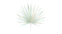 Isolated ornamental grass with delicate, radiating pale green and cream-colored spiky leaves on transparent background, suitable for design projects, botanical illustrations, and decorative applications.