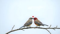 Two small songbirds perched on bare branch sharing romantic moment with red heart symbol above against clean white background for love designs.
