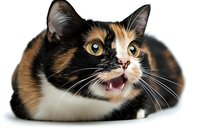 Expressive calico cat with bright yellow eyes and open mouth against white background, showing playful and surprised emotion. Perfect for pet care marketing.