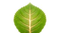 Fresh green leaf with visible veins isolated on white background, suitable for nature, botanical, and eco-friendly design projects.