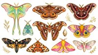 Isolated moth and butterfly collection featuring luna moth, emperor moths, and colorful species with detailed wings and antennae on white background, suitable for design, educational materials, and print projects.