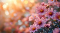 Pink cosmos flowers bloom in soft evening light with dreamy bokeh background, creating romantic garden atmosphere for nature and floral designs.
