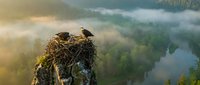 Pair of eagles perched on rocky outcrop overlooking misty forested valley with lake, golden morning light filtering through fog, wildlife habitat scene.