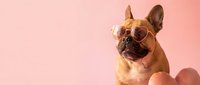 Stylish fawn French Bulldog wearing trendy sunglasses against soft pink background, perfect for fashion and lifestyle content.