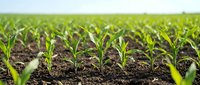 Young green corn seedlings emerging from rich dark soil in agricultural field rows under bright sky for farming and crop growth concepts.