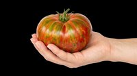 Hand holding a large heirloom tomato with red and green stripes, isolated on transparent background. Great for food clipart, stickers, print on demand, and t-shirt design.