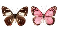 Brown and pink butterflies with spotted wing patterns displayed side by side, showcasing natural color variation in lepidoptera specimens.