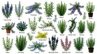 Collection of aromatic herbs including rosemary, lavender, thyme and sage plants isolated on white background for culinary and medicinal uses.