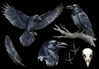Raven and crow collection with flying bird, perched corvid, feather, skull, and bird feet isolated on transparent background. Ready for t-shirt design, clipart, stickers, sublimation, and print-on-demand projects.