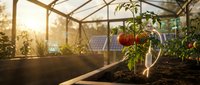Ripe tomatoes growing on vine inside sunny greenhouse with solar panels visible outside, sustainable organic farming and renewable energy agriculture.