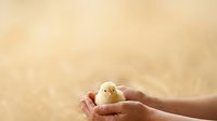 Young chick held gently in cupped hands against warm, blurred background. Suitable for agriculture, farming, animal care, poultry industry, and Easter themes.