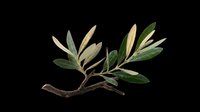 Olive branch with green leaves isolated on transparent background, ready for T-shirt design, stickers, clipart, print on demand, and sublimation projects.
