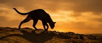 Silhouette of a cat walking on rocky terrain against a dramatic golden sunset sky, casting a long shadow on the ground.