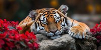 Majestic Bengal tiger resting on rock surrounded by vibrant red flowers, showcasing wildlife in natural habitat with striking orange and black striped fur.