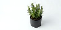 Fresh rosemary herb plant in black pot isolated on white background for culinary cooking and gardening design projects.