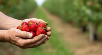 Farmer's hand holding fresh ripe strawberries in field during harvest season. Agricultural produce picking and farming concept for food industry.