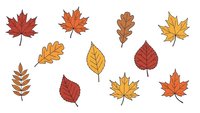 Set of autumn leaves in warm colors isolated on white background for seasonal design projects and fall decorations.
