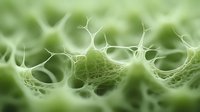 Microscopic view of green organic network structure showing intricate cellular patterns and connections in soft focus. Natural biological abstract background.