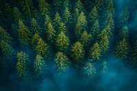 Aerial view of misty pine forest with sunlight filtering through morning fog creating mystical atmosphere in wilderness landscape. Perfect for environmental themes.