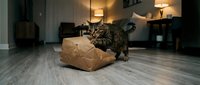 Tabby cat playing with cardboard box on wooden floor in modern living room with warm lighting and furniture.