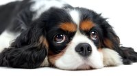 Close up portrait of Cavalier King Charles Spaniel dog lying down with expressive eyes and distinctive tricolor coat pattern on white background.