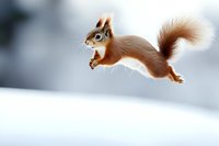 Red squirrel leaping across snowy landscape with fluffy tail extended, captured in mid-jump against blurred winter background showing graceful movement and natural behavior.