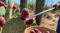 Person harvesting ripe prickly pear cactus fruits with tongs in desert landscape. Traditional foraging of edible tunas for culinary use in arid environment.