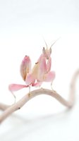 Pink praying mantis perched on curved branch against white background. Delicate insect with pale coloring and extended antennae for nature and wildlife content.