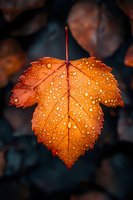 Orange maple leaf covered in morning dew drops against dark background, showcasing natural autumn details and water droplets in macro photography.